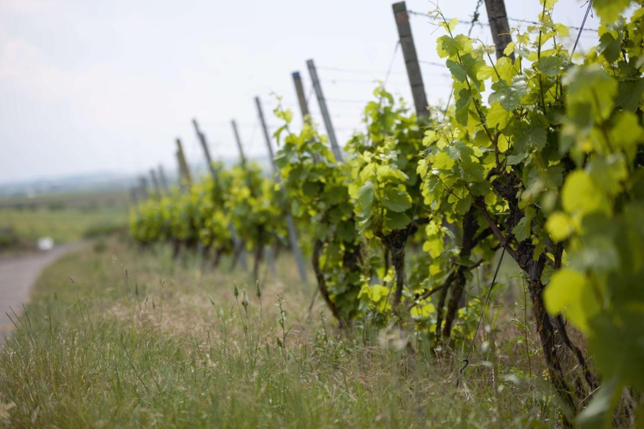 Weingut Schilling Hotel Seinsheim ภายนอก รูปภาพ